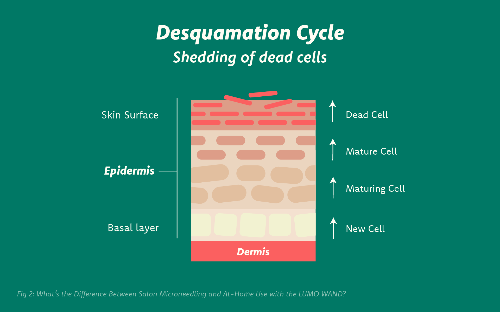 skincare definitions - Desquamation is the natural process your skin uses to shed old, dead cells from the outermost layer (the stratum corneum) to make space for newer, healthier cells underneath.